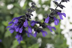 Salvia Bodacious Rhythm & Blues-002