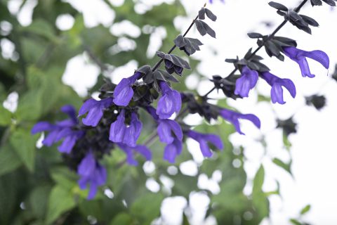 Salvia Bodacious Rhythm & Blues-003