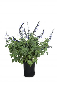 Salvia Bodacious Rhythm & Blues-004