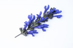 Salvia Bodacious Rhythm & Blues-102