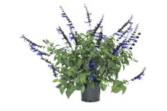 Salvia Bodacious Rhythm & Blues-302