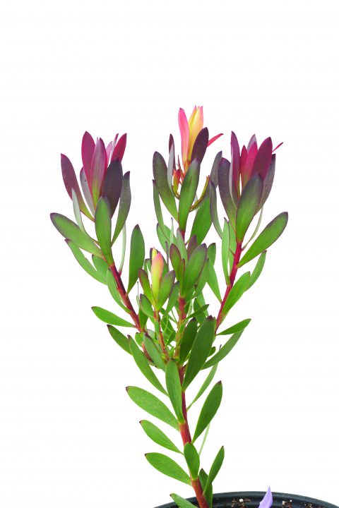 Leucadendron Hawaii Magic-101
