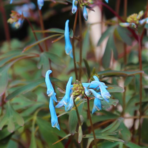 Corydalis Hiller Porcelain Blue-002