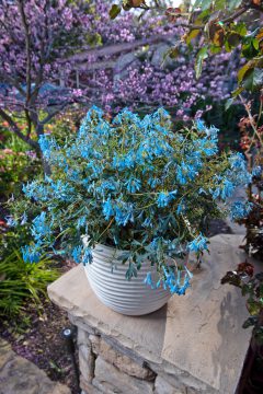 Corydalis Hiller Porcelain Blue-302