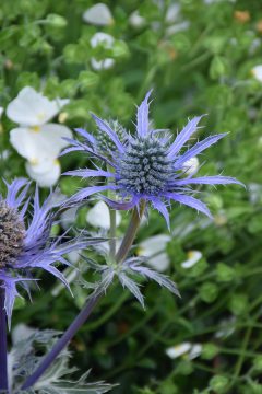 Eryngium Blue Waves-002