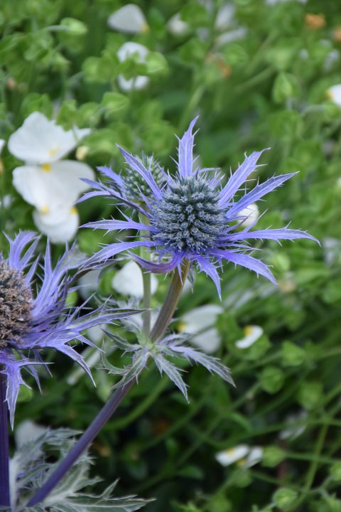 Eryngium Blue Waves-002