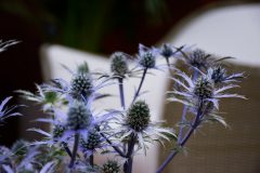 Eryngium Blue Waves-004