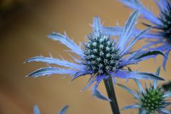Eryngium Blue Waves-006
