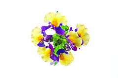 Nemesia Sunglow Yellow Bicolor-101