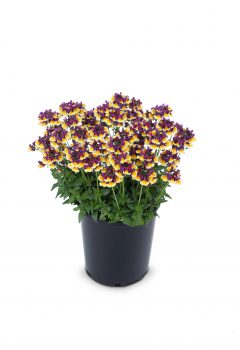 Nemesia Sunglow Yellow Bicolor-102