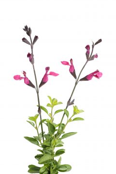 Salvia Vibe Ignition Fuchsia_Z6S9358