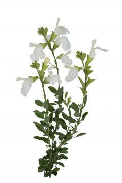 Salvia Vibe Ignition White-201