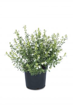 Salvia Vibe Ignition White_D75_6178