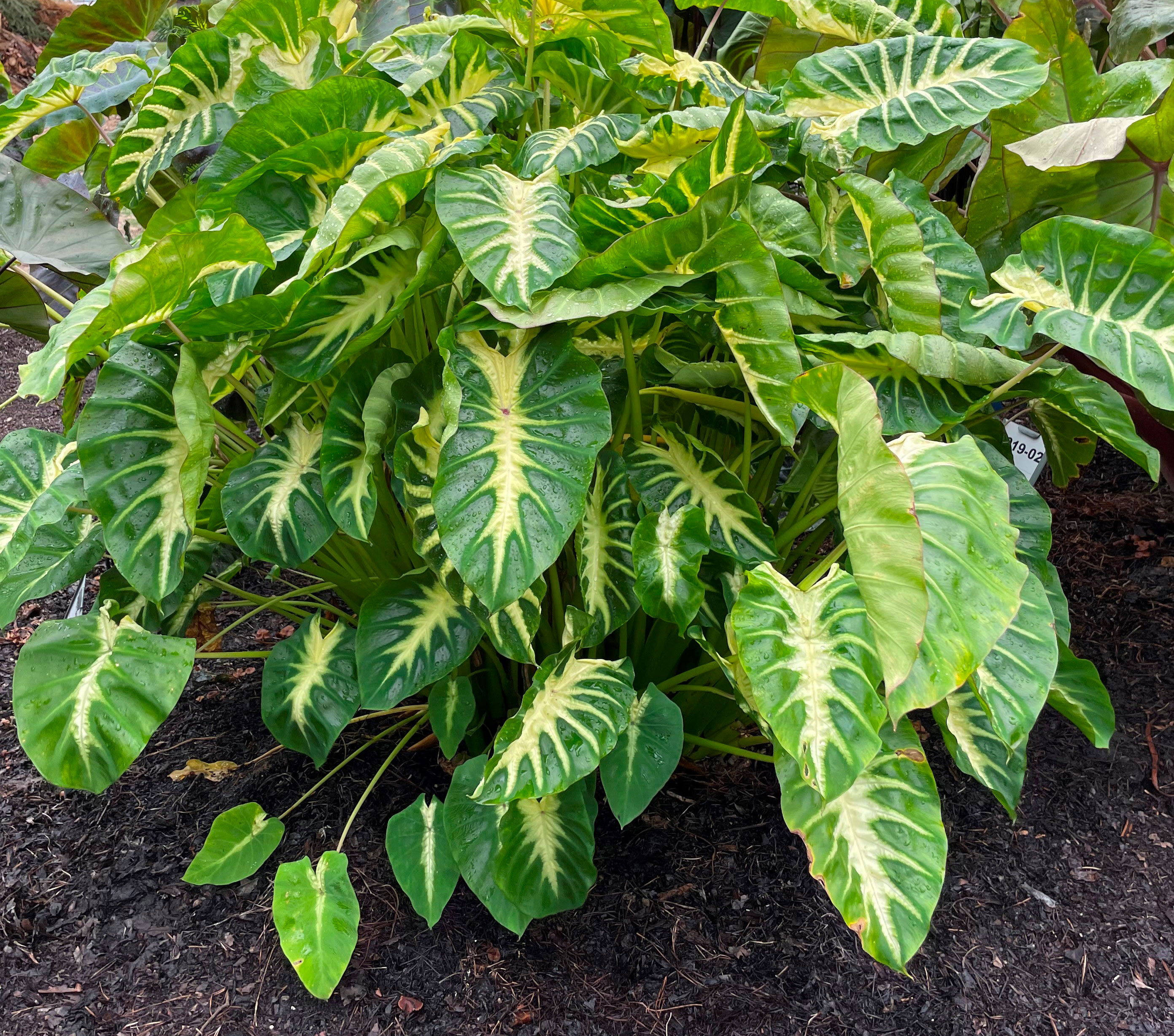 Colocasia-Maui-Sunrise-005