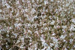 Gaura Silver Fountain 001