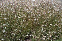 Gaura Silver Fountain 002