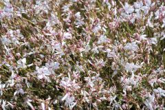 Gaura Silver Fountain 003