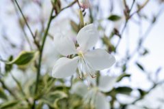 Gaura Silver Fountain 004