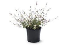 Gaura Silver Fountain 102