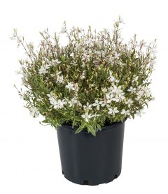 Gaura Silver Fountain_Z6S8315