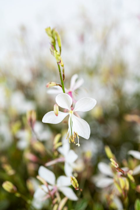 Gaura Silver Fountain_Z6S8316