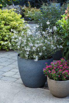 Gaura Silver Fountain_Z6S8444