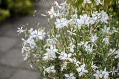 Gaura Silver Fountain_Z6S8457