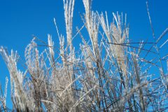 Miscanthus Tiger Tail-301