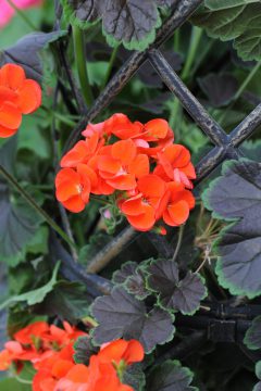 Pelargonium Tall Dark And Handsome Blood Orange 002