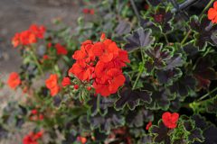 Pelargonium Tall Dark And Handsome Blood Orange 303