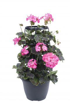 Pelargonium Tall Dark And Handsome Hot Pink-103