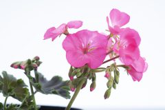 Pelargonium Tall Dark And Handsome Hot Pink-105