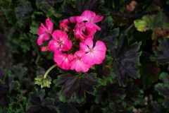 Pelargonium Tall Dark And Handsome Hot Pink-201