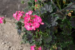 Pelargonium Tall Dark And Handsome Hot Pink-302