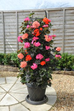 Pelargonium Tall Dark And Handsome Mixed Planter