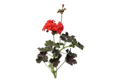 Pelargonium Tall Dark and Handsome Blood Orange_D75_8171