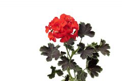 Pelargonium Tall Dark and Handsome Blood Orange_D75_8176