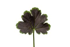 Pelargonium Tall Dark and Handsome Blood Orange_D75_8179