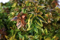 Abelia Kaleidoscope-005