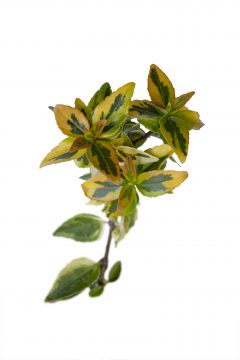 Abelia Kaleidoscope-008