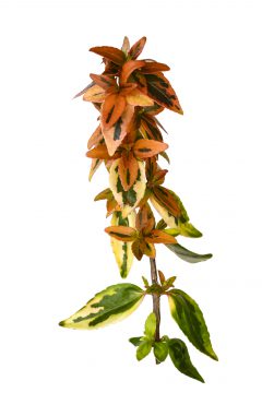 Abelia Kaleidoscope-102