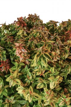 Abelia Kaleidoscope-303