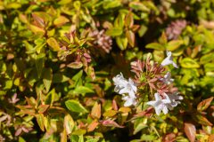 Abelia Kaleidoscope_Z6S5283