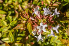 Abelia Kaleidoscope_Z6S5287