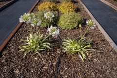 Agapanthus Alicia_Z6S3891