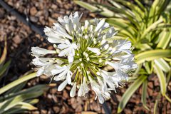 Agapanthus Alicia_Z6S3894
