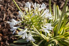 Agapanthus Alicia_Z6S3896