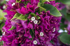 Bougainvillea Tiki Dragon Fruit Punch-003