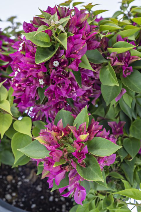 Bougainvillea Tiki Dragon Fruit Punch-004