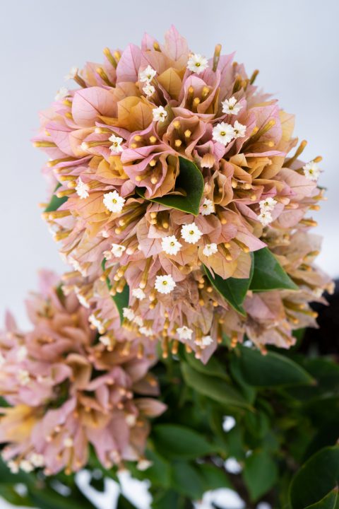 Bougainvillea Tiki Tropical Swizzle-002